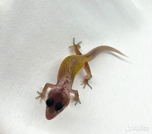 Эублефар малыши