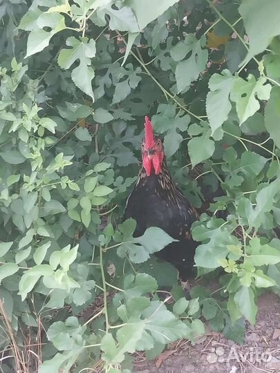 Карликовые петухи