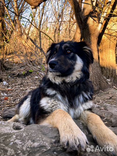 Собака в добрые руки