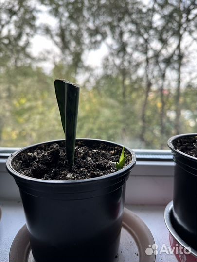 Сансевиерия щучий хвост