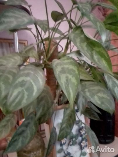 Комнатные цветы