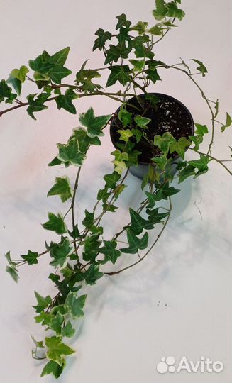 Плющ хедера хеликс