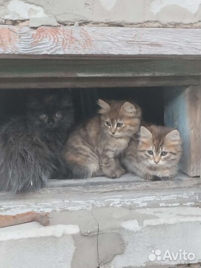 Кошка в дар бесплатно