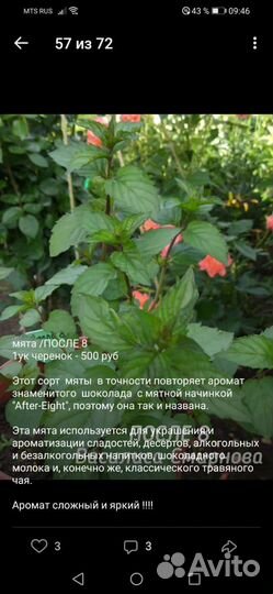 Коллекционная мята