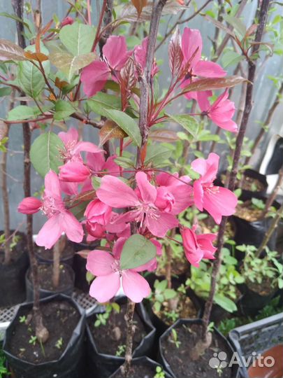 Яблоня пурпурная декоративная