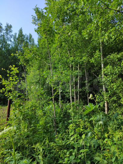 Участок 8,4 сот. (СНТ, ДНП)