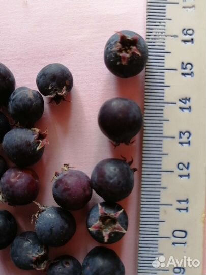 Саженцы вишни, барбариса