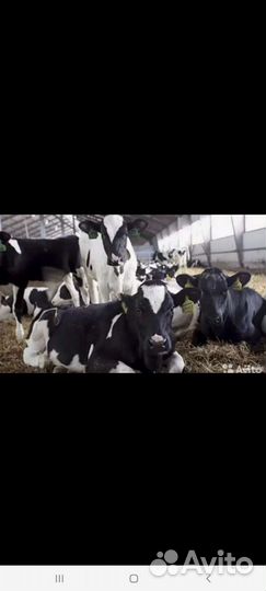 Телята бычки тёлки