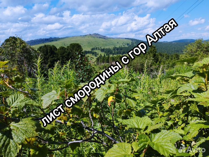 Лист смородины с гор Алтая