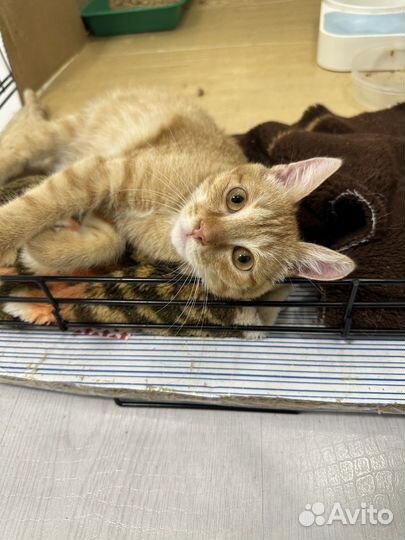 Котенок