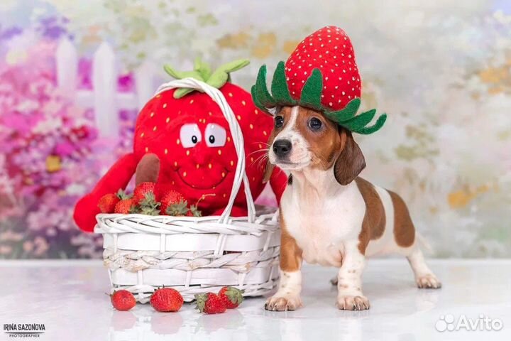 Кроличья/миниатюрная такса окрас пайболд