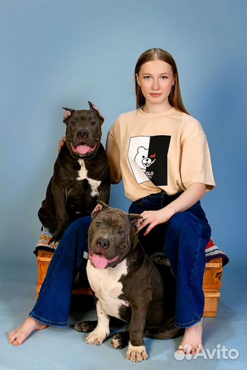 Американский булли