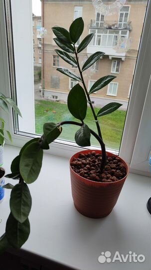 Замиокулькас