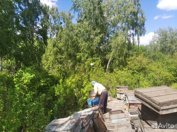 Мед. Алтай 2023. Настоящий Май и настоящая Акация