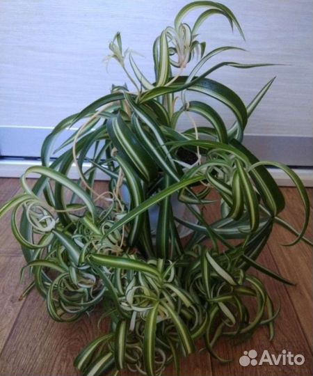 Хлорофитум и другие цветы