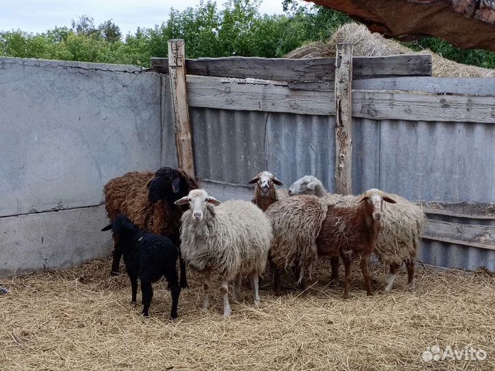 Овцы бараны