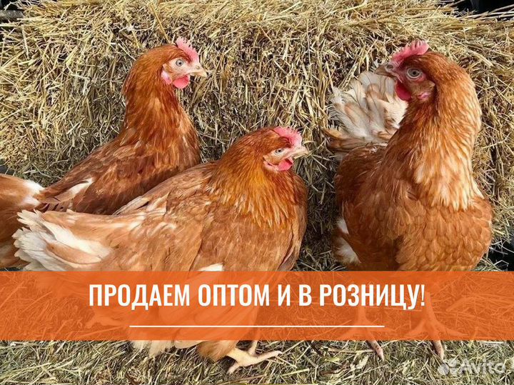 Куры с доставкой