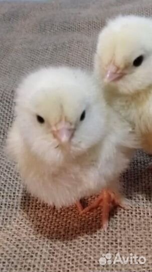 Куры несушки с яйцом петухи