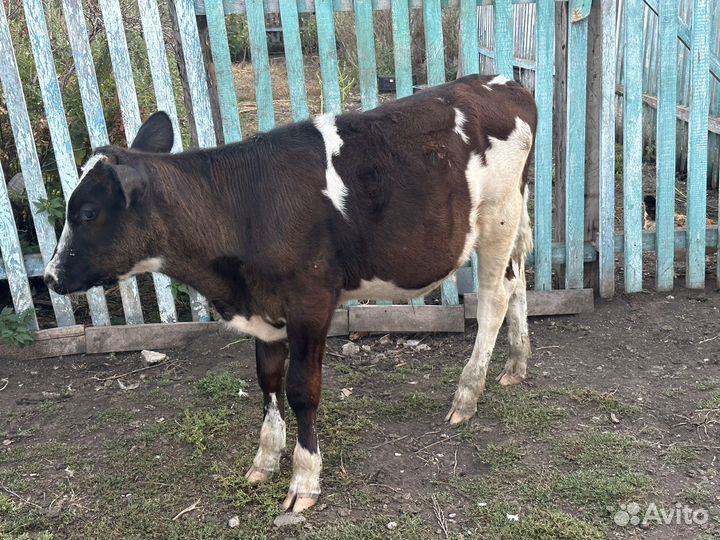 Продам каров черно пестрый породистый