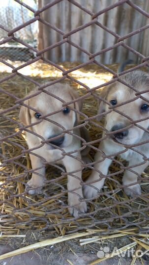 Продаются щенки Русская гончая