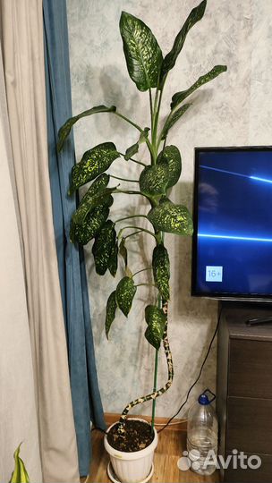 Диффенбахия