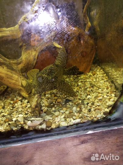 Парчевый сом