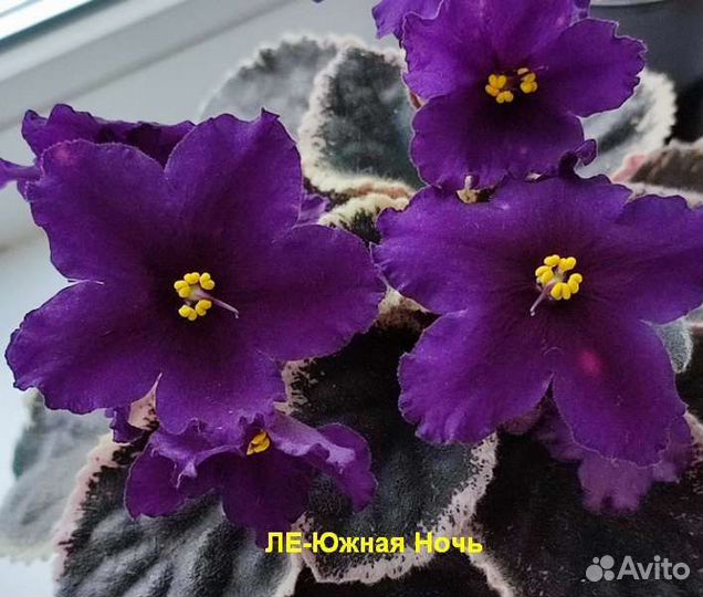 Фиалки