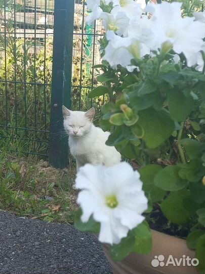 Кошка, котята