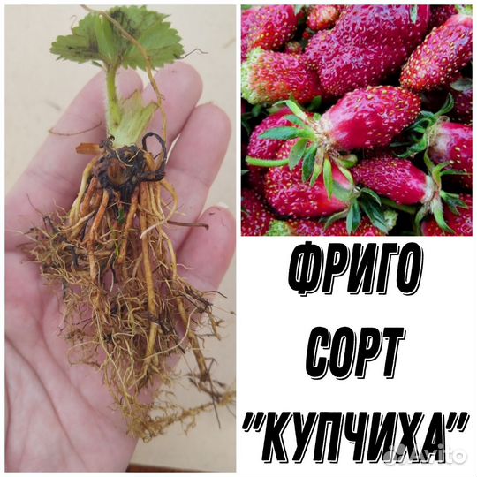 Фриго сорт 