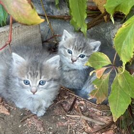 Котята в добрые руки бесплатно