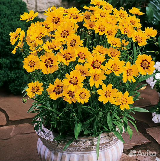 Многолетние цветы