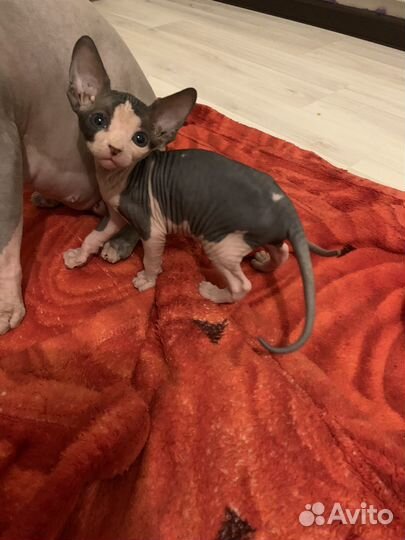 Канадский сфинксы