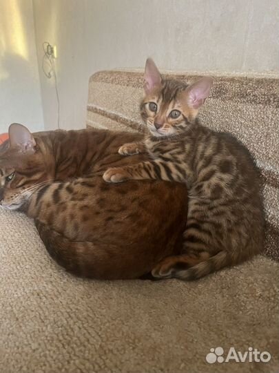 Бенгальская