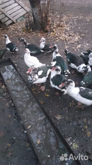 Домашняя утка