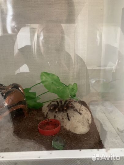 Паук птицеед и террариум