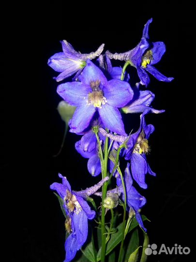 Дельфиниум многолетний