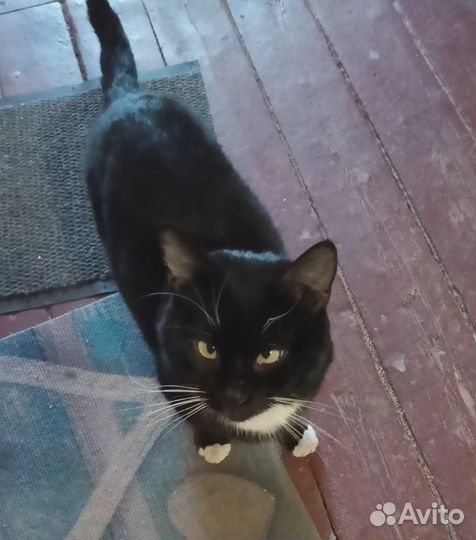 Котик ищет дом или передержку.Умерла хозяйка