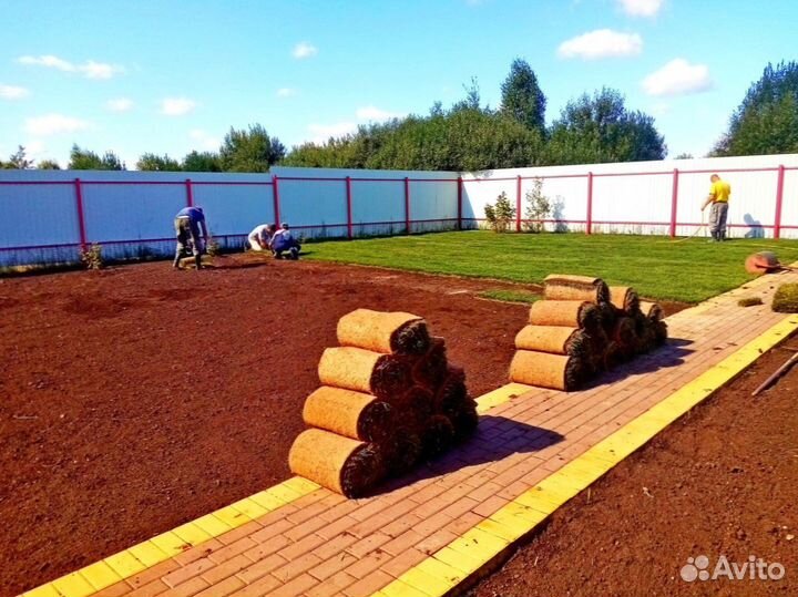 Газон рулонный от производителя