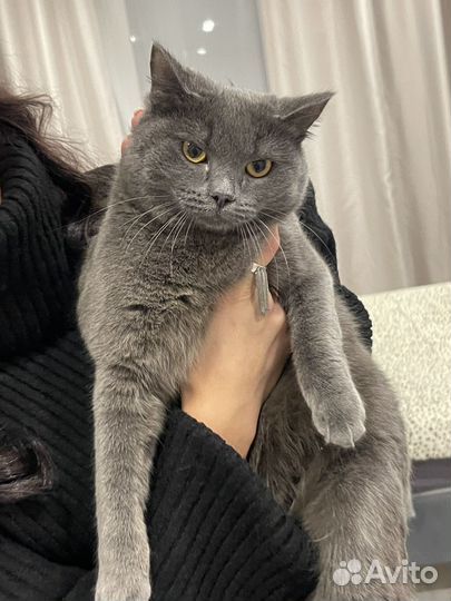 Британский котенок (девочка) в добрые руки
