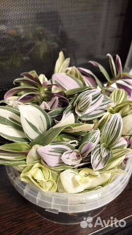 Комнатные растения, традесканция