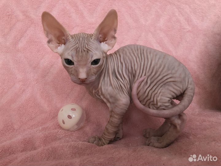 Котята Донской сфинкс