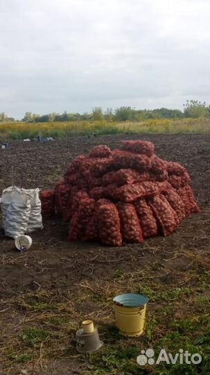 Картофель крупный