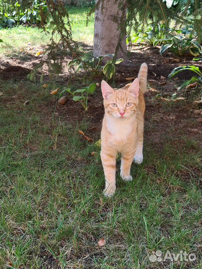 Кошка котик котенок кошечка в добрые руки