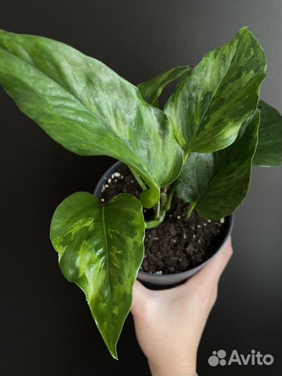 Эпипремнумы