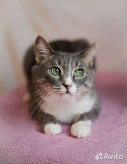 Котик молоденький Митя мальчик, 1 год