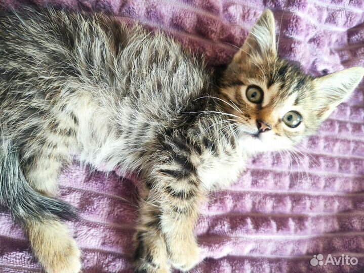 Котенок мальчик 1 месяц