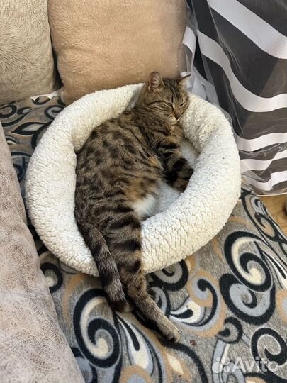 Кошечка ищет дом