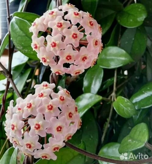 Хойя карноза