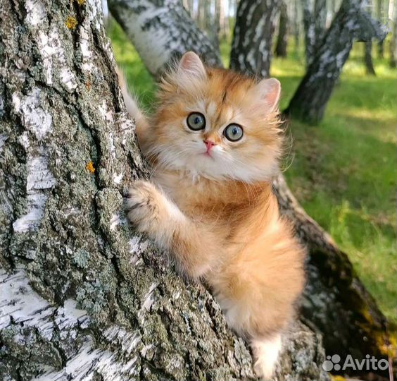 Золотая малышка