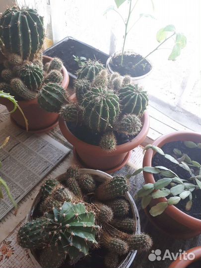 Отдам Золотой Ус, алоэ, каланхоэ, кактус